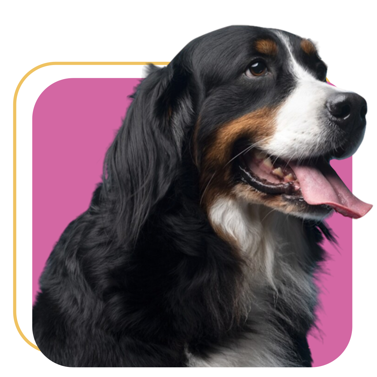 Cachorro Quality Pet